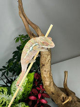 Load image into Gallery viewer, Ambilobe Male (R9)