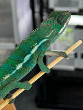 Load image into Gallery viewer, AMBILOBE Panther Chameleon: Frank x Sandy (S14)