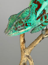 Load image into Gallery viewer, AMBANJA Panther Chameleon: (E8)