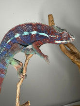 Load image into Gallery viewer, AMBANJA Panther Chameleon: (E15)