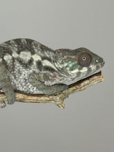 Load image into Gallery viewer, SAMBAVA FEMALE Panther Chameleon: 🚺 (S10)