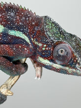 Load image into Gallery viewer, AMBANJA Panther Chameleon: (E15)