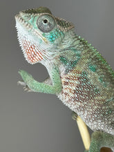 Load image into Gallery viewer, Ambilobe Male Panther Chameleon: Flash x Opal (E13)