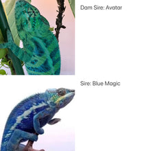 Load image into Gallery viewer, 💙 Ambanja Panther Chameleon – Male with Emerging Blue & Purple Tones | (E8)