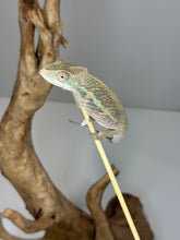 Load image into Gallery viewer, AMBILOBE Panther Chameleon male:(E15)