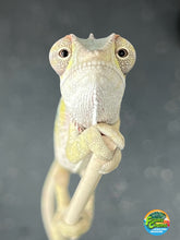 Load image into Gallery viewer, AMBILOBE male: Sam x Amie (Q7)