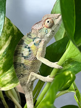 Load image into Gallery viewer, Ambilobe male: Starburst x Margaret (R3)