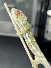 Load image into Gallery viewer, AMBILOBE male: Sam x Amie (Q4)