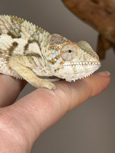Load image into Gallery viewer, AMBANJA FEMALE Panther Chameleon: đș (R1)