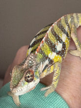 Load image into Gallery viewer, SAMBAVA Panther Chameleon: (E11)
