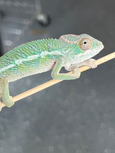 Load image into Gallery viewer, Ambilobe male: Flash x Rocky (R5)