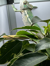 Load image into Gallery viewer, Ambilobe male panther chameleon: Flash x Opal (E24)