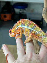 Load image into Gallery viewer, Ambilobe male: Dax x Whiskey Girl (C8)