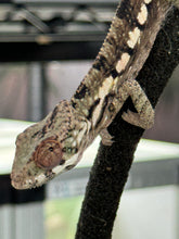 Load image into Gallery viewer, SAMBAVA Panther Chameleon: Marley x Mabel (R7)