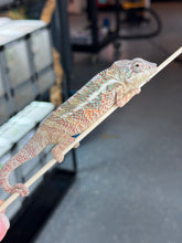 Load image into Gallery viewer, AMBANJA/NOSY FALY male (R6)
