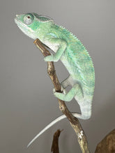 Load image into Gallery viewer, AMBILOBE Panther Chameleon: (E4)