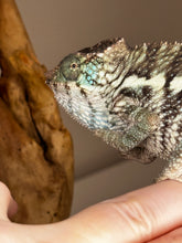 Load image into Gallery viewer, AMBANJA X ANKIFY Panther Chameleon:(F1)