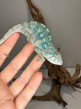 Load image into Gallery viewer, AMBILOBE Panther Chameleon: (E21)