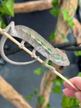 Load image into Gallery viewer, AMBILOBE Panther Chameleon: Magnus x Emma (Q4)