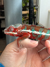 Load image into Gallery viewer, AMBILOBE Panther Chameleon: (J7)