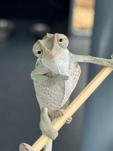 Load image into Gallery viewer, AMBILOBE Panther Chameleon male:(E31)
