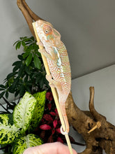 Load image into Gallery viewer, Ambilobe Male (R9)