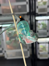 Load image into Gallery viewer, AMBILOBE male: Starburst x Margaret (D2)