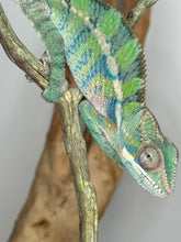 Load image into Gallery viewer, AMBILOBE Panther Chameleon: (E19)