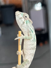 Load image into Gallery viewer, AMBILOBE male: Starburst x Margaret (R8)