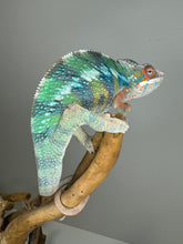 Load image into Gallery viewer, AMBILOBE Panther Chameleon male:(J6)