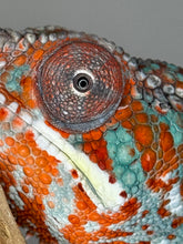 Load image into Gallery viewer, AMBILOBE Panther Chameleon: (K1)