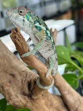 Load image into Gallery viewer, Ambilobe male: Flash x Rocky (R8)