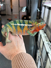Load image into Gallery viewer, AMBILOBE male: WC Hawkeye x Nugget (J12)