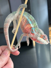 Load image into Gallery viewer, AMBILOBE Panther Chameleon male: (E7)