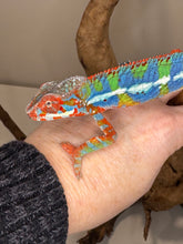 Load image into Gallery viewer, AMBILOBE Panther Chameleon: (J1)