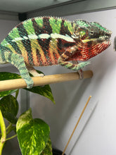 Load image into Gallery viewer, AMBILOBE Panther Chameleon: Riot/JJ/Bolt (J2)