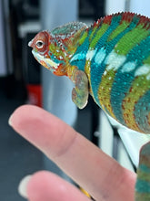 Load image into Gallery viewer, Ambilobe male: WC Hawkeye x Nugget (J1)