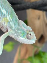 Load image into Gallery viewer, AMBILOBE Panther Chameleon: Frank x Sandy (J7)
