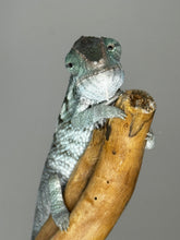 Load image into Gallery viewer, AMBANJA X ANKIFY Panther Chameleon:(F1)