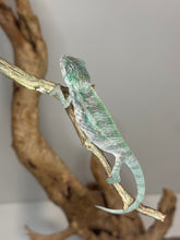 Load image into Gallery viewer, Designer Panther Chameleon: (E16)