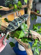 Load image into Gallery viewer, AMBILOBE Male Panther Chameleon: (E34)
