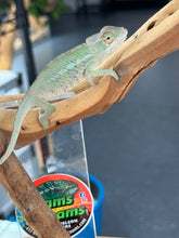 Load image into Gallery viewer, ANKILOBE Panther Chameleon: Ankify x Ambilobe (R8)