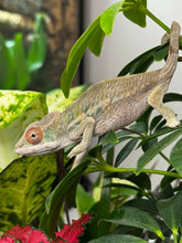 Load image into Gallery viewer, AMBILOBE male panther chameleon: Flash x Opal (R3)