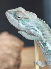 Load image into Gallery viewer, AMBILOBE Panther Chameleon: Sam x Georgia (R7)