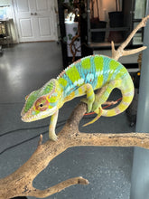 Load image into Gallery viewer, AMBILOBE Panther Chameleon: (E12)