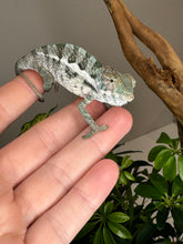 Load image into Gallery viewer, SURPRISE male: (R8)
