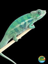 Load image into Gallery viewer, AMBANJA Panther Chameleon: (E22)