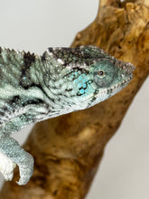 Load image into Gallery viewer, AMBANJA X ANKIFY Panther Chameleon:(F1)