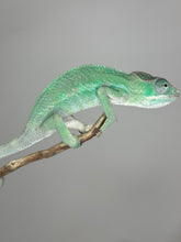Load image into Gallery viewer, AMBILOBE Panther Chameleon: (E4)