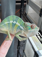 Load image into Gallery viewer, AMBILOBE Panther Chameleon: (E22)